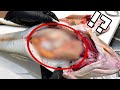 【今が一番うまい】巨大マゴチのお腹の中がすごすぎた。