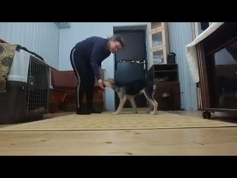 КОМАНДА лежать из стоять. Подготовка к связке лежать — стоять. Руна 4,5 м.