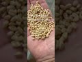 Wheat Skin Peeling machine/Wheat Skin removing machine/Wheat dehulling machine#grainprocessingmachin