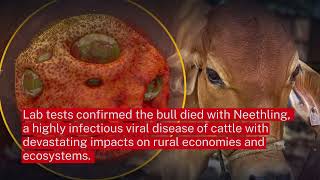 Epidemics That Didn't Happen: Neethling Disease