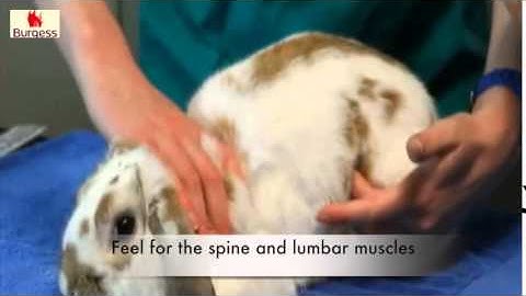 Burgess Vet Club   Rabbit injecting technique