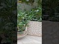 Euphorbia Decaryi in small ceramic pots