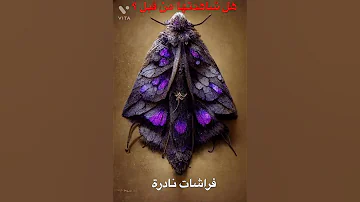 فراشات نادرة هل شاهدتها من قبل 