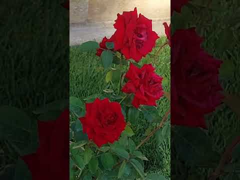 Red Roses, Kırmızı güller.