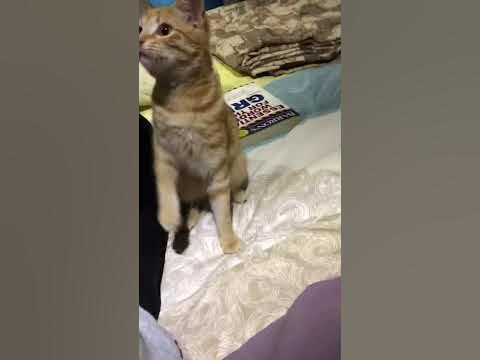 Cat behaving like a dog - YouTube