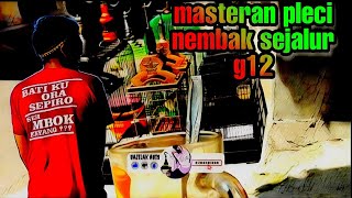 Download Lagu masteran pleci nembak sejalur g12, relaxing 1 hour pleci's bird song MP3