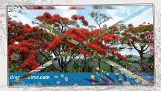 Download Lagu Bunga Flamboyan