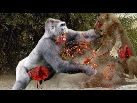 10 СУМАСШЕДШИХ БИТВ ЖИВОТНЫХ СНЯТЫХ НА КАМЕРУ Лев,Буйвол,Крокодил,Слон,Медведь 10 СУМАСШЕДШИХ БИТВ ЖИВОТНЫХ СНЯТЫХ НА КАМЕРУ Лев,Буйвол,Крокодил,Слон,Медведь