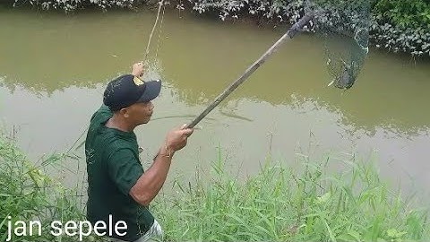 mancing kepiting pakai umpan daging ayam sangat ampuh