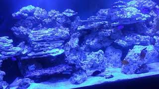 Reef tank screenshot 1