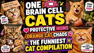 One Brain Cell Cats, Protective Moms & Orange Cat Chaos | The Funniest Cat Compilation