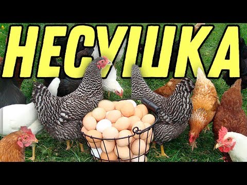 КАК ВЫБРАТЬ НЕСУШКУ? / Школа начинающего птицевода №3