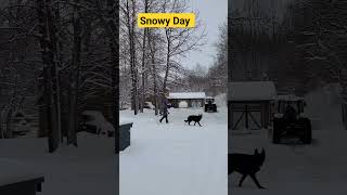 හිම දෙයියෝ වැඩ පටන් අරන් | Snowy Day In Canada | shorts සිංහල Canada Sinhala Vlogs