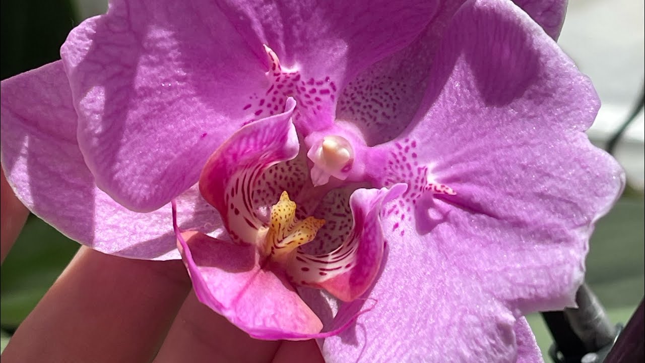 Давайте любоваться красотой O??? - YouTube