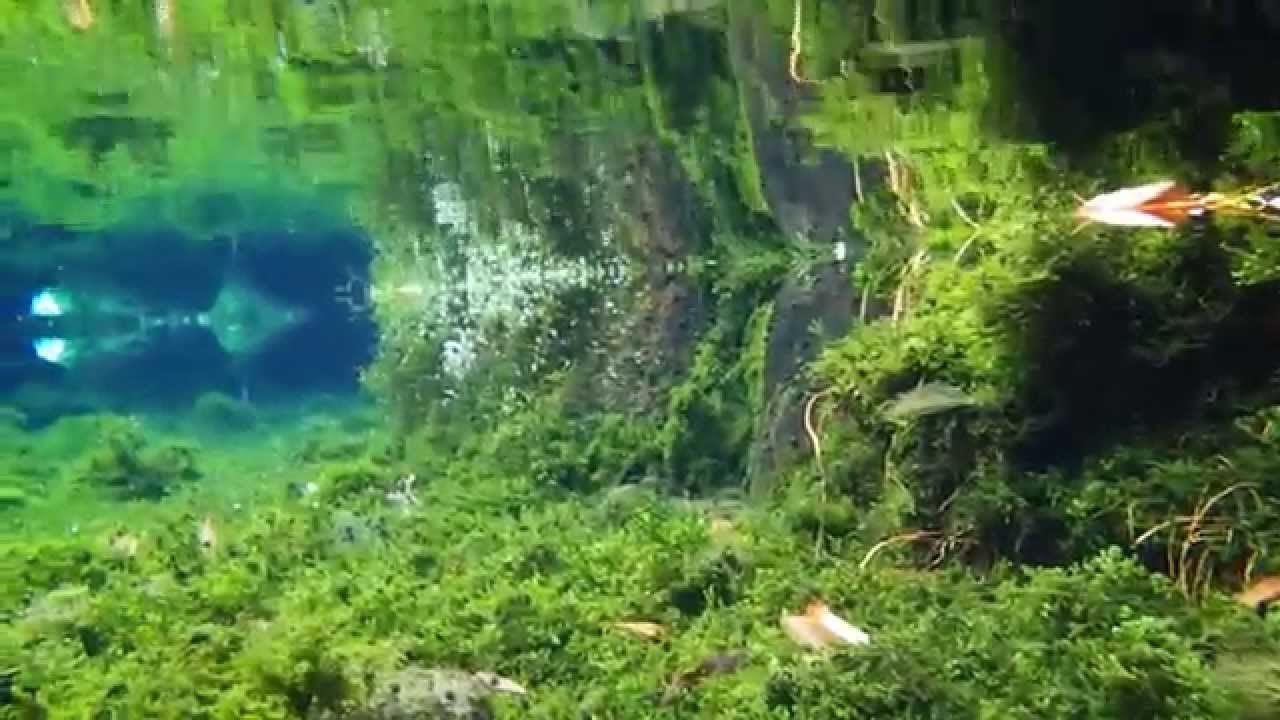 2014 6 1 南阿蘇村 池の川水源 水中撮影してみました O Youtube 2014 6 1 南阿蘇村 池の川水源 水中撮影してみました O Youtube