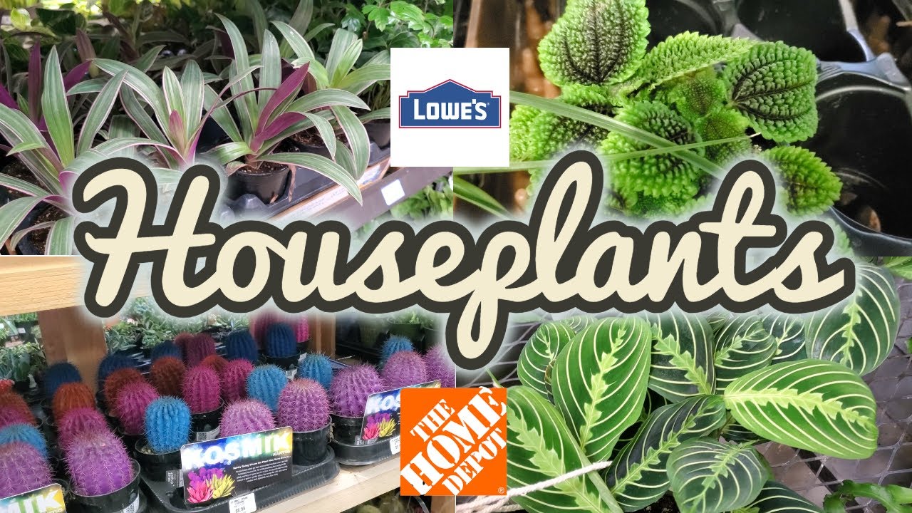 Houseplants at Lowes || Big Box Plant Shopping || Houseplants at The ...