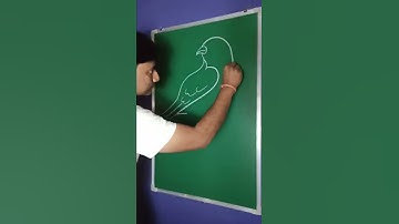 simple hawk baaj drawing😍😍