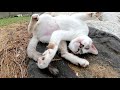 砂浜に行ったら可愛いシャム猫がヘソ天ポーズで寝転がっていた