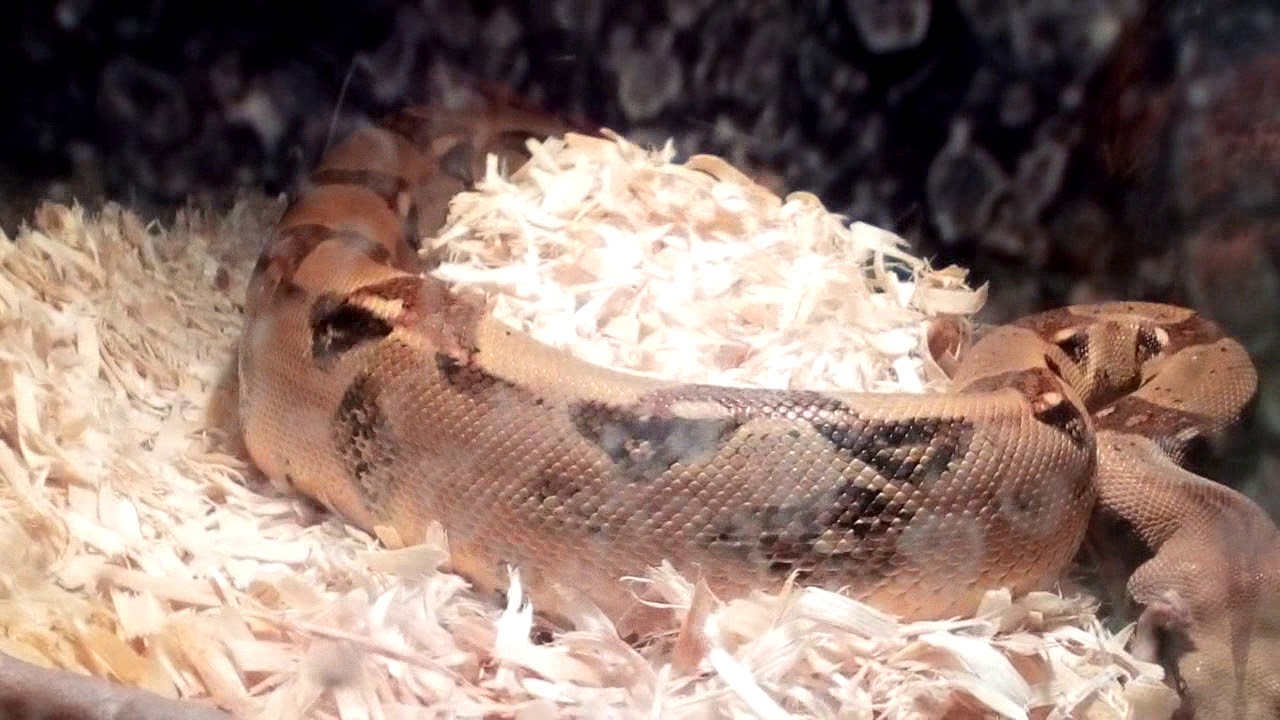 camera iphone 8 plus apk 9 Albino Red Tail BOA snake Feeding Pt 2