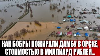 Как Бобры Пожирали Дамбу В Орске, Стоимостью В Миллиард Рублей...