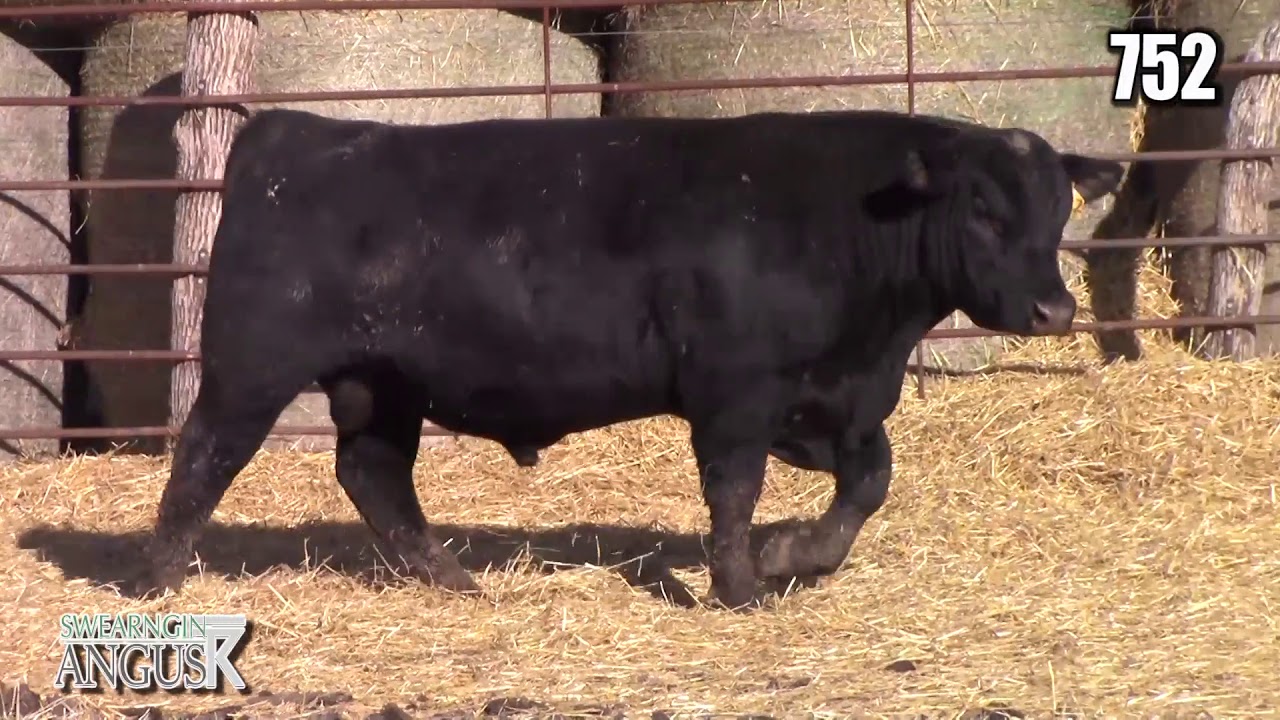 angus tasty Swearngin Angus 752