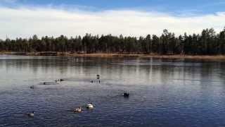 Whispering Pines Cabins in Showlow Arizona