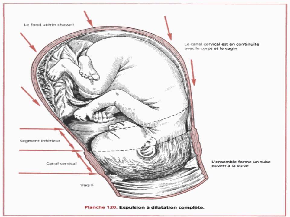 mécanisme de l'accouchement pdf
