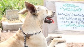 الجزء الثاني : الكلبة التي بكت على صاحبها فبكى الجميع ..(الكلبة الوفية)