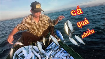 Quá nhiều cá trích - dành nhau ăn câu, hôm nay đàm bội thu...