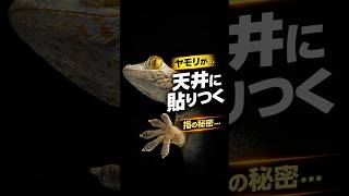 ヤモリの張り付きの秘密　VOICEVOX：ずんだもん#動物#雑学#生態#ぱいせんチースチース#ドクターみそに