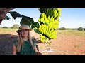Pomar das Bananas | 104 tipos diferentes