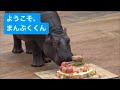 カバの「まんぷくくん」のお披露目イベント 東武動物公園 2023.03.28