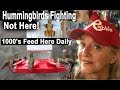 HUMMINGBIRDS 1000s Feeding NO Fighting Easy Nectar Recipe/Hummingbird Feeder Attract Migrating Birds