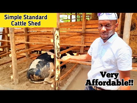 How To Build A Standard Cattle Shed For 10Milking Cows