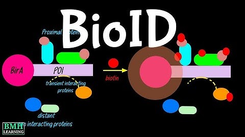 BioID | Proximal Labelling | Proximity Dependent Biotinylation | | Proximity Ligation Assay |