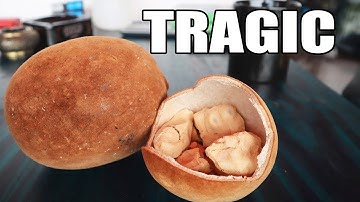 BAOBAB FRUIT : The Sad Truth Behind Madagascar