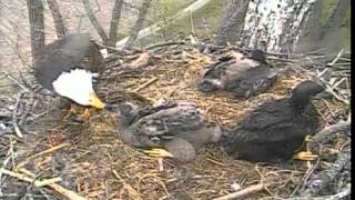 Decorah Eagles,Very Floppy Fish \& Mothers Day Breakfast,5\/11\/14