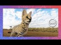 Silent Serval Moves Through the Bush