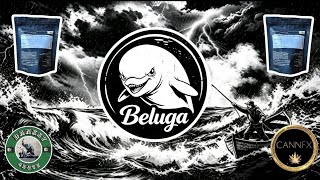 Beluga By Cannfx Review 
