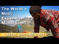 Mushroom at the Top of the World | Searching for Yarsagumba in Nepal | Documentary film