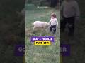Baby Goat Gently Bumps Toddler… The Cutest Thing Ever! 🐐👶