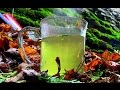 Wild Food Foraging- Eastern White Cedar Tea