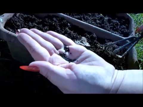 Βίντεο: Πολλαπλασιασμός σπόρων σχοινόπρασου - Πώς να καλλιεργήσετε το σχοινόπρασο από σπόρους