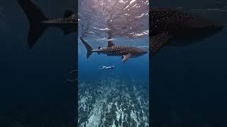 Diving with whale sharks