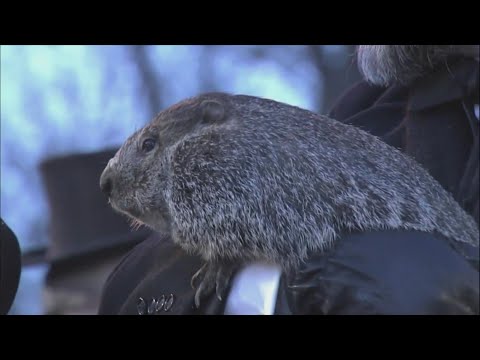 How CT's own Groundhog Day animal forecasters got the job