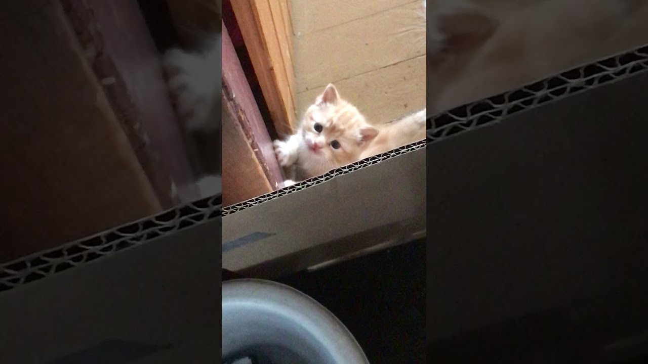 Kitten meowing sound effects 😻😀 - YouTube