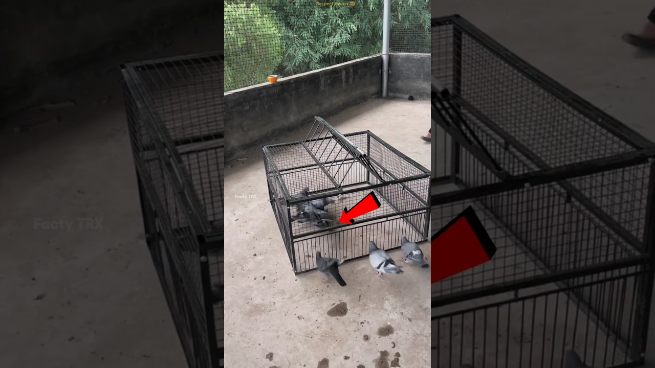 Smart Pigeon Trap Idea 😱 | Amazing Village Technique That Actually Works 