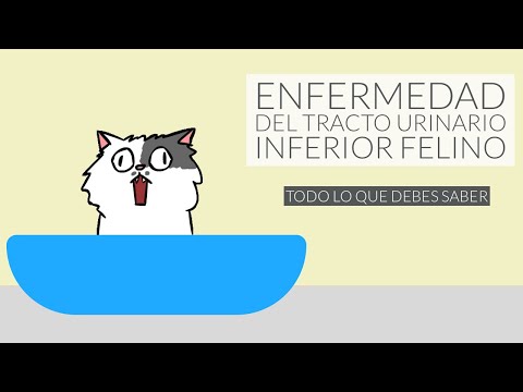Video: Enfermedad del tracto urinario en gatos