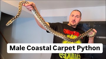 3.5 Year Old Male Coastal Carpet Python - Smilie! Size Update & Are Carpet Pythons good Pets?
