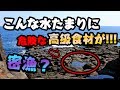 【密漁？】海にある水たまりの中に危険だけど高級なアイツがいた！！！【流血】